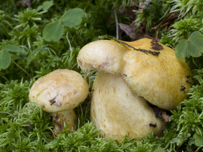 Lactarius repraesentaneus